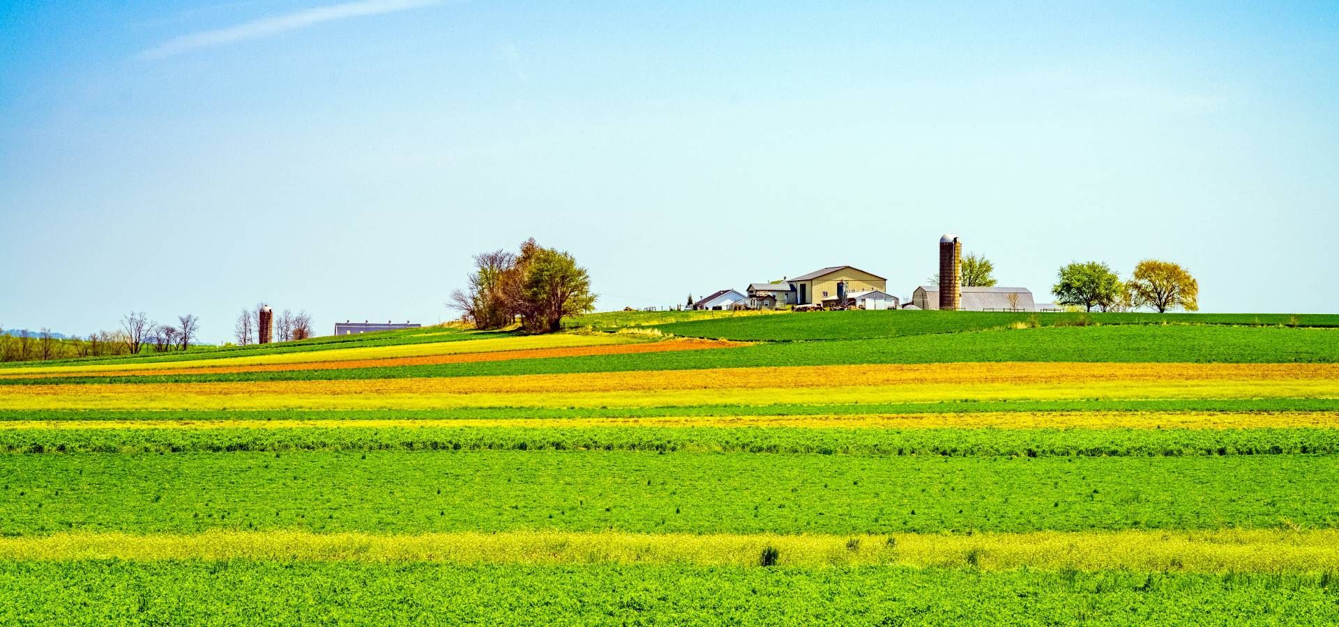 A lush green field with a farm in the background on a sunny day.