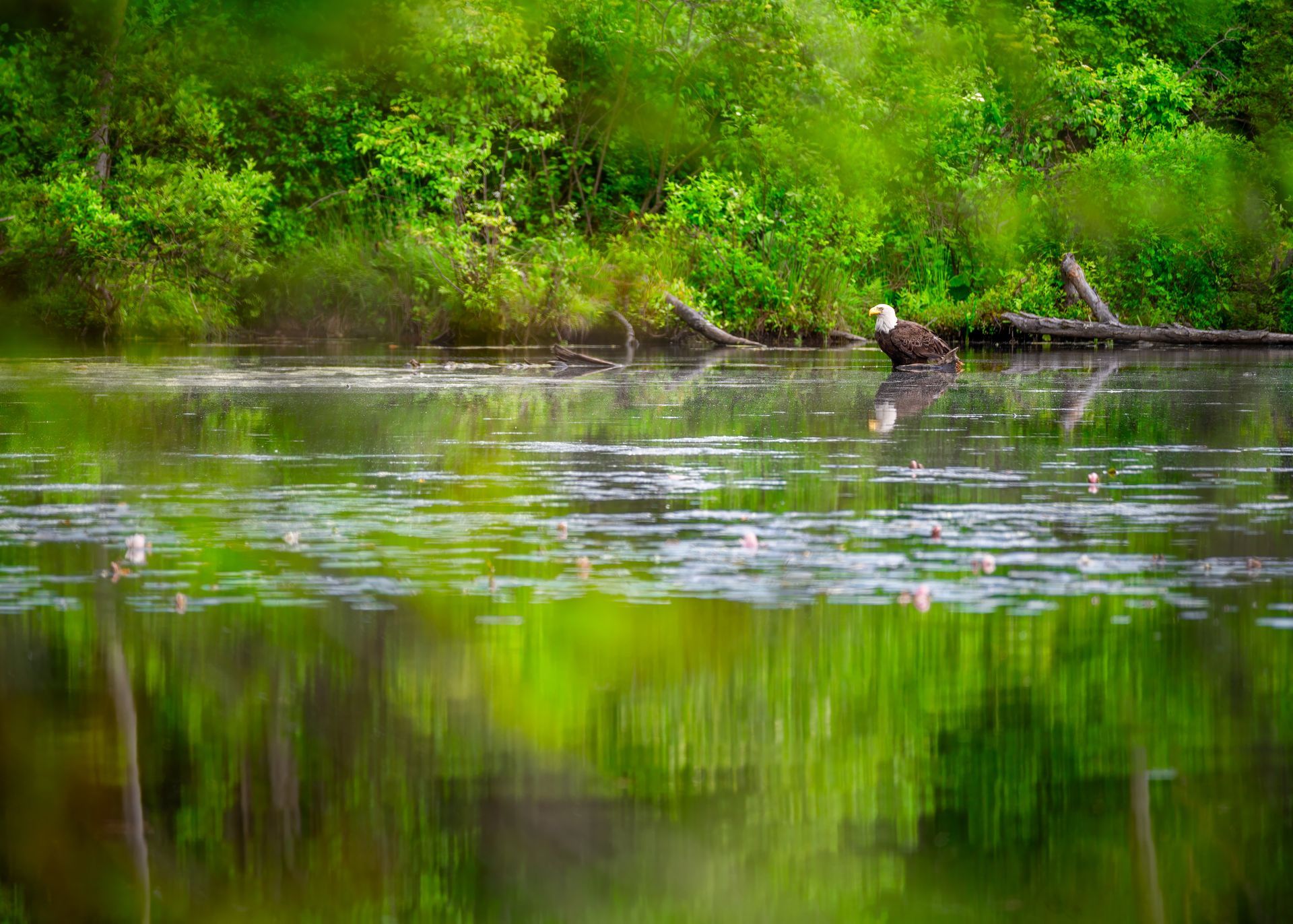 A bald eagle is sitting on a log in the middle of a lake.