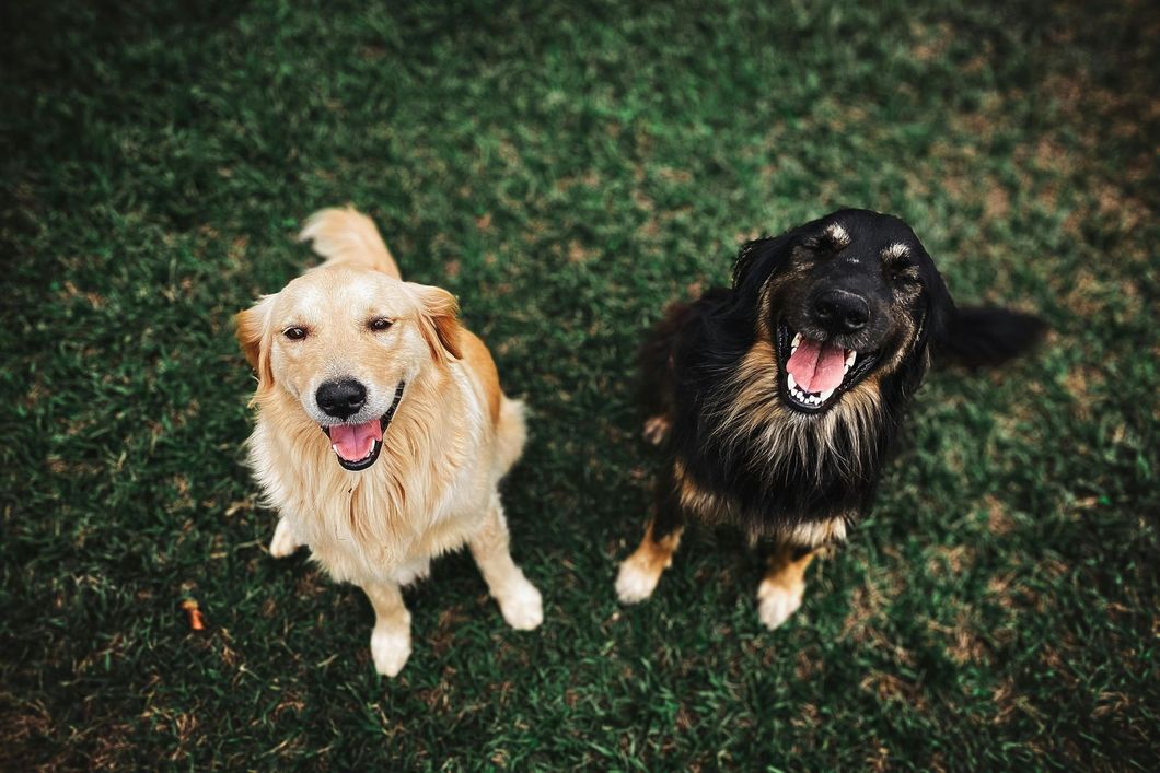 Two dogs are sitting next to each other in the grass and smiling.