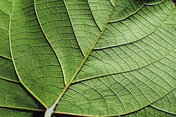 A close up of a green leaf showing the texture of the leaf.