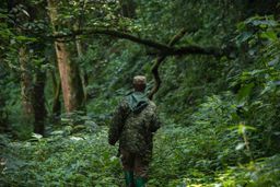 Guided gorilla trekking in Bwindi 