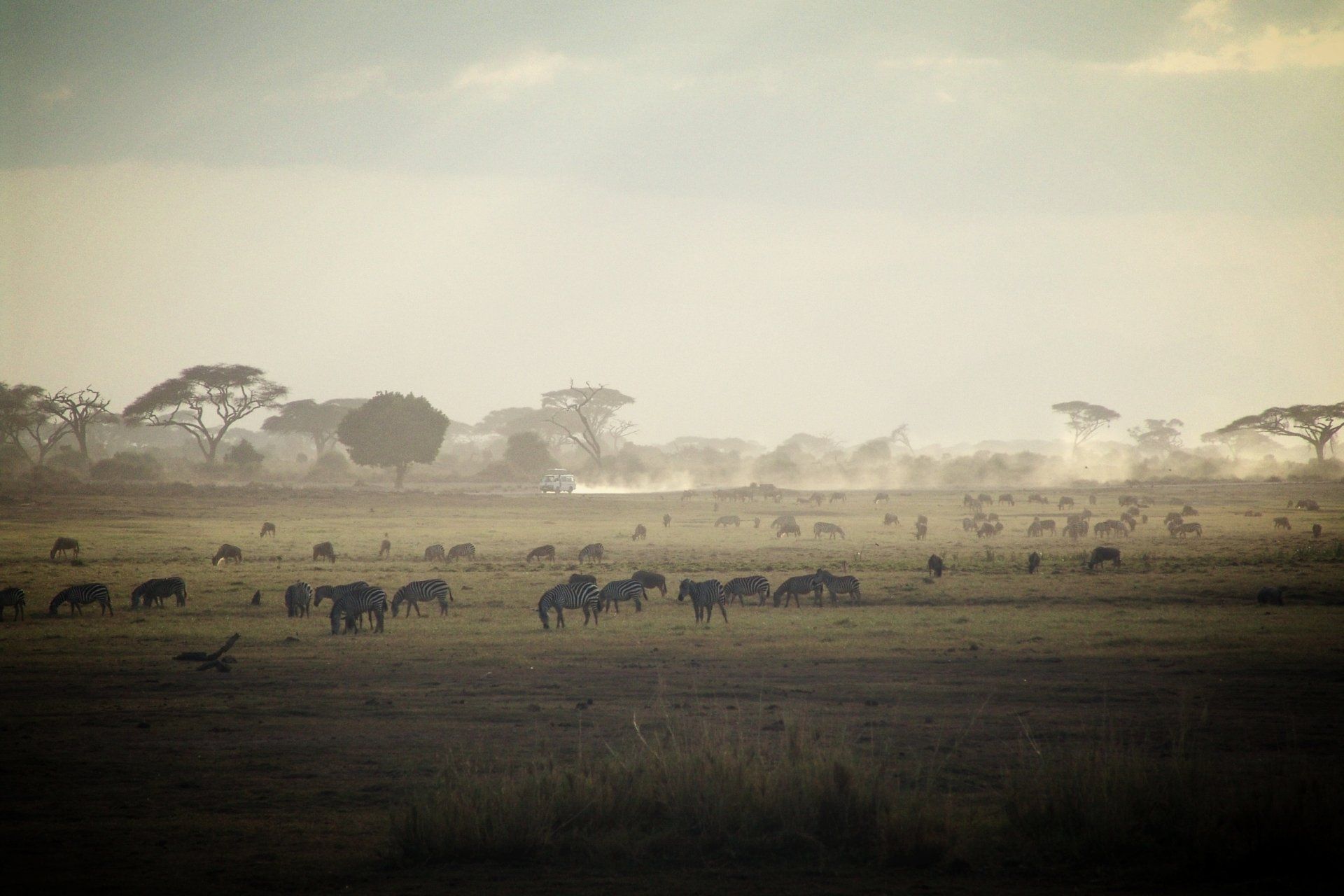 en flok zebraer, der græsser på en mark med træer i baggrunden.