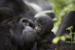 Oplev gorillaerne i Bwindi Impenetrable National Park 
