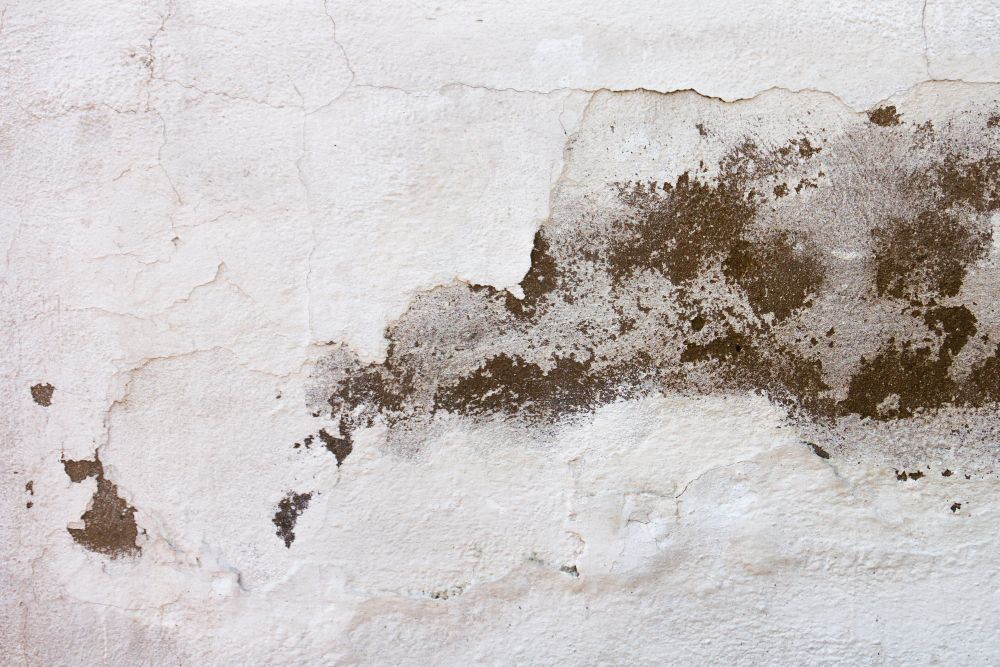 a close up of a white wall with black mold growing on it .