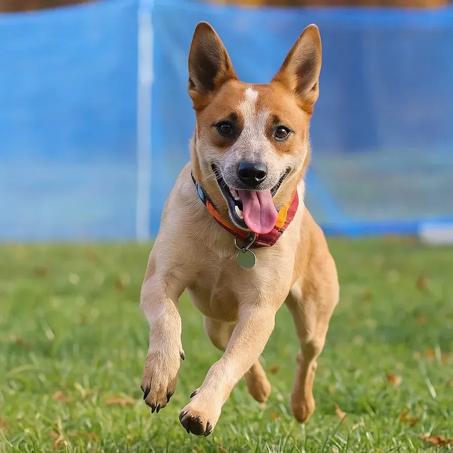 Tan and white dog with pointed ears runs towards the camera on a grassy field, tongue out, wearing a collar.