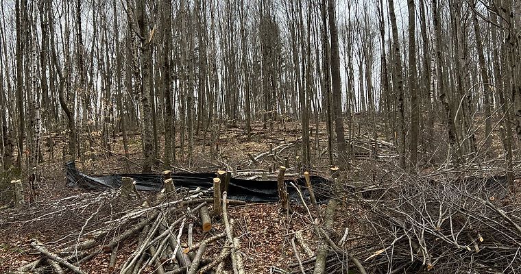 A pile of branches in the middle of a forest.