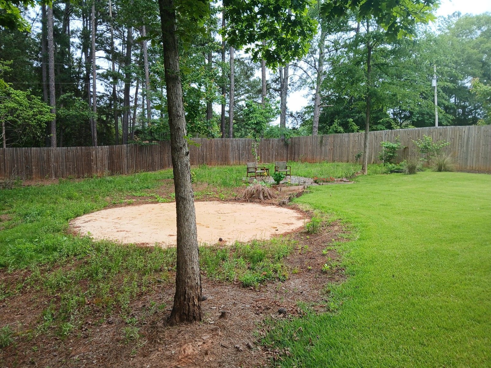 A tree stands in the middle of a lush green yard.