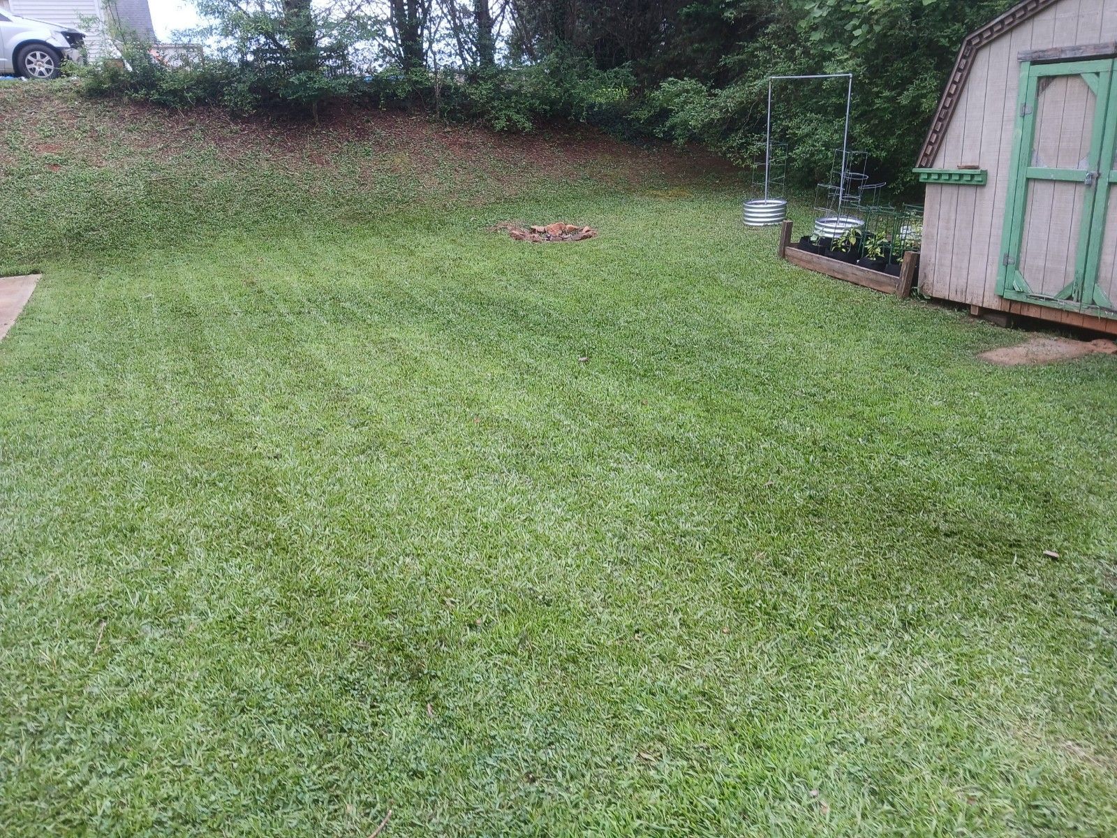 A lush green lawn with a green shed in the background.