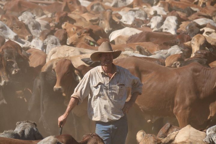 InsureRight  Farmer looking after his cows — Insurance Services in Rockhampton, QLD