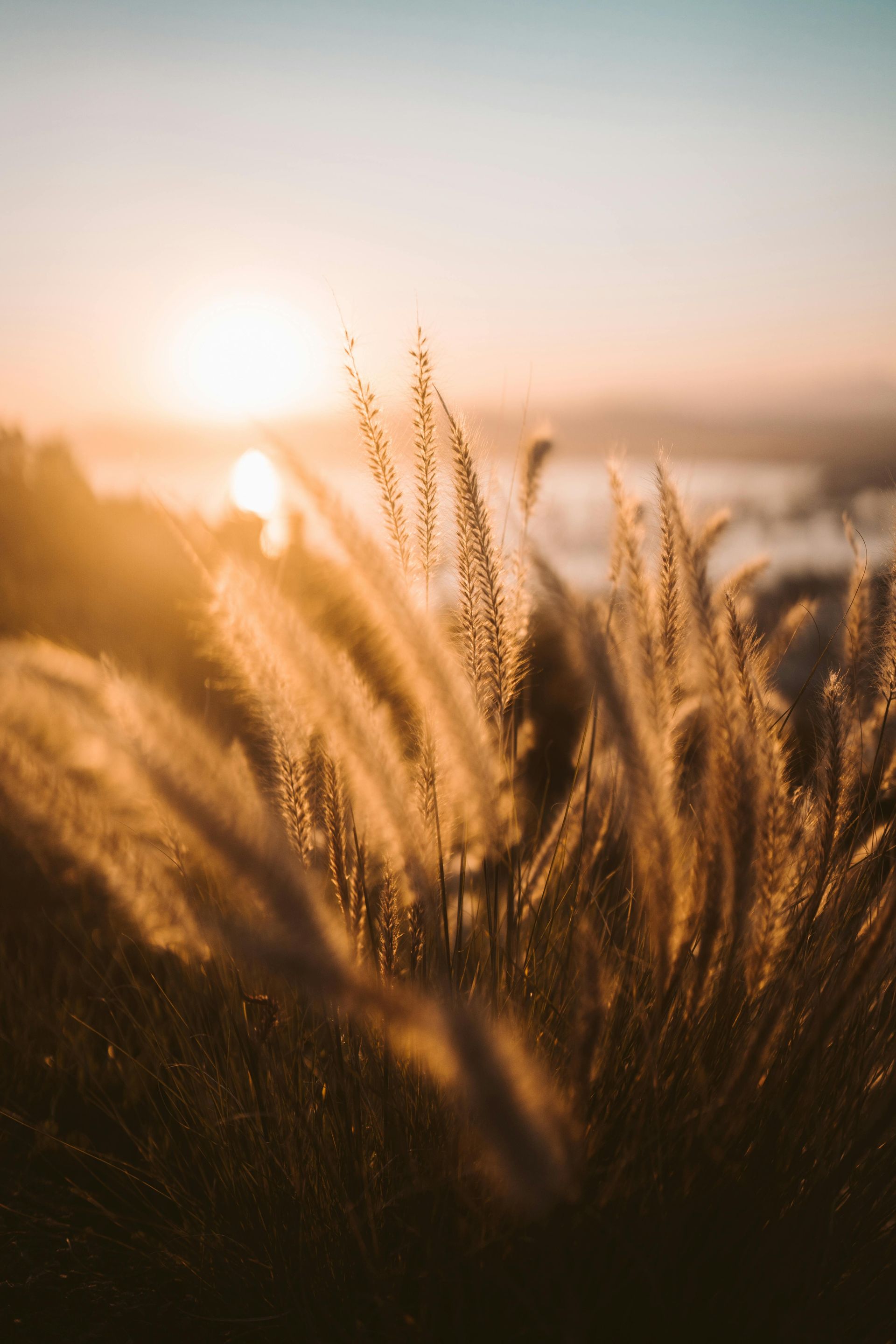 Golden grasses backlit by a setting sun, with a hazy landscape in the background.