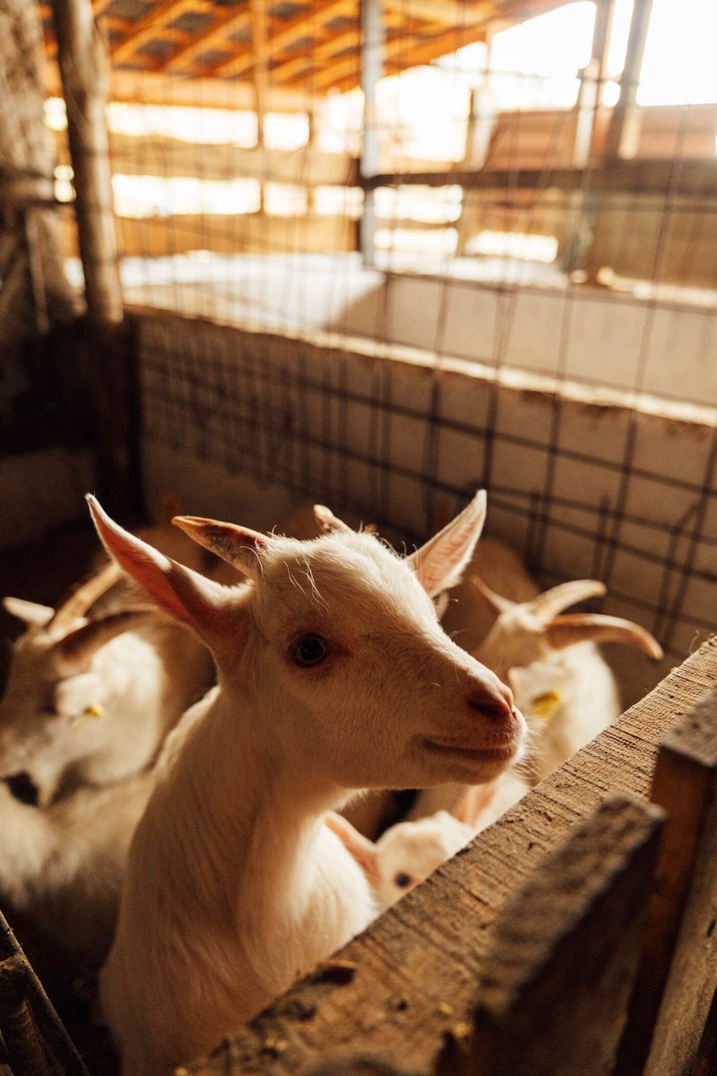 Güllü Konakları Şirince