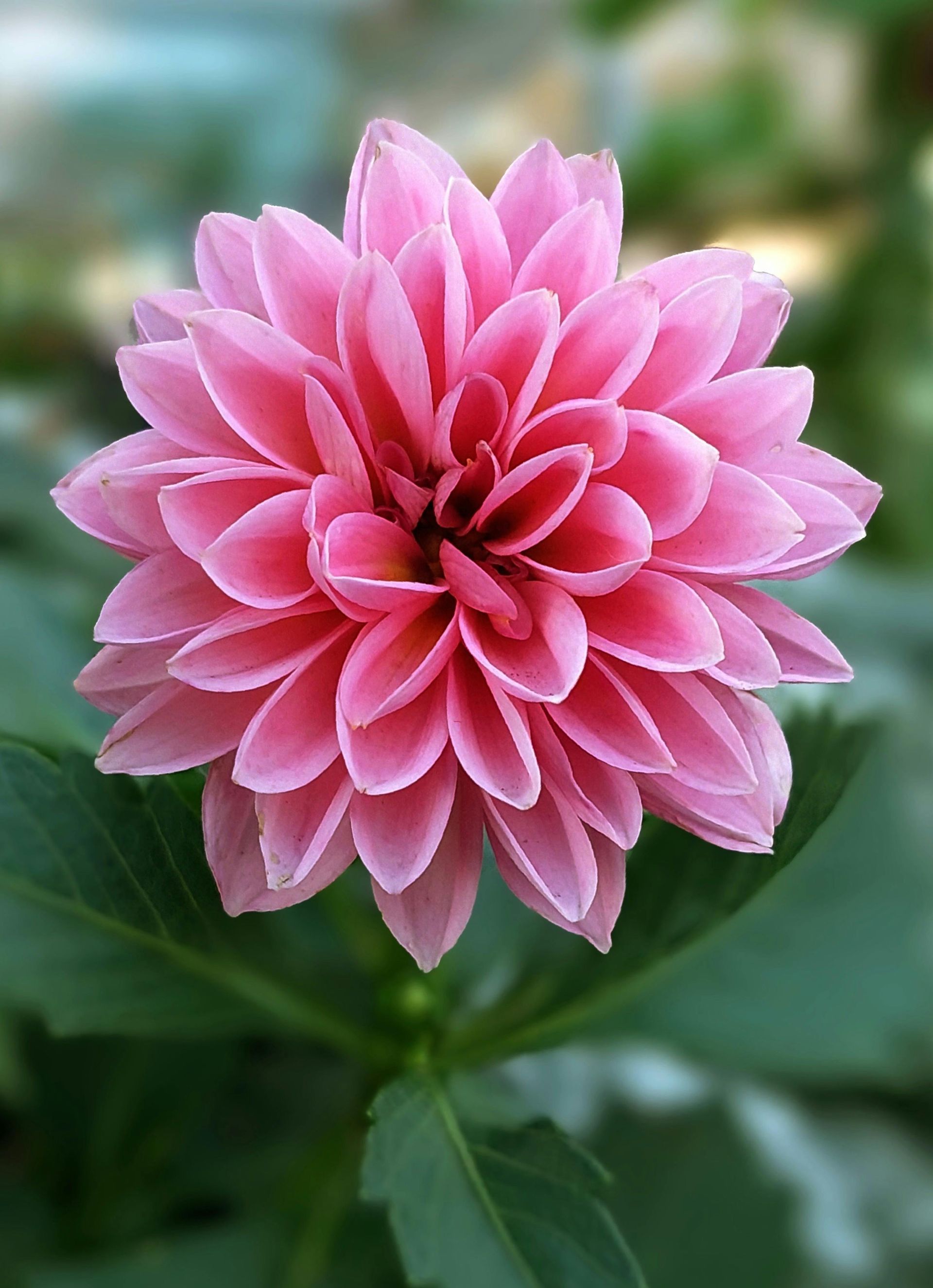Pink dahlia flower in full bloom, surrounded by green leaves.