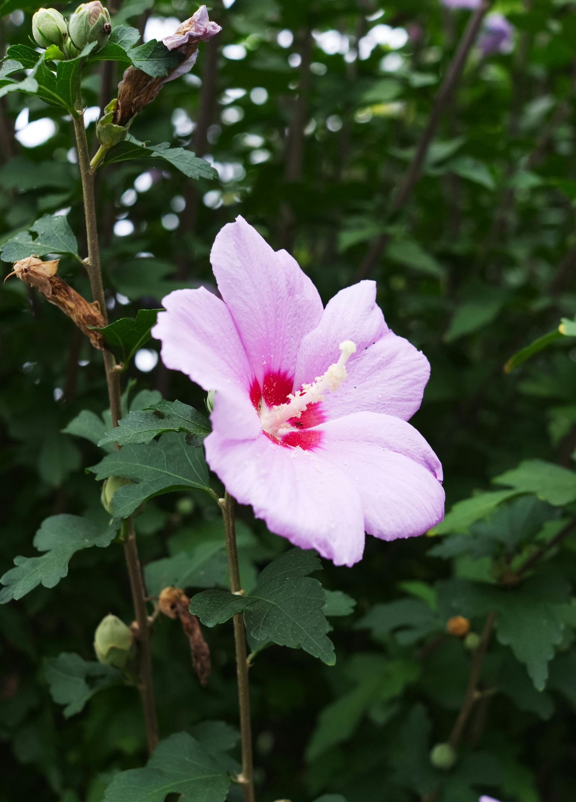 Pink hibiscus flower with red center, green leaves and branches.