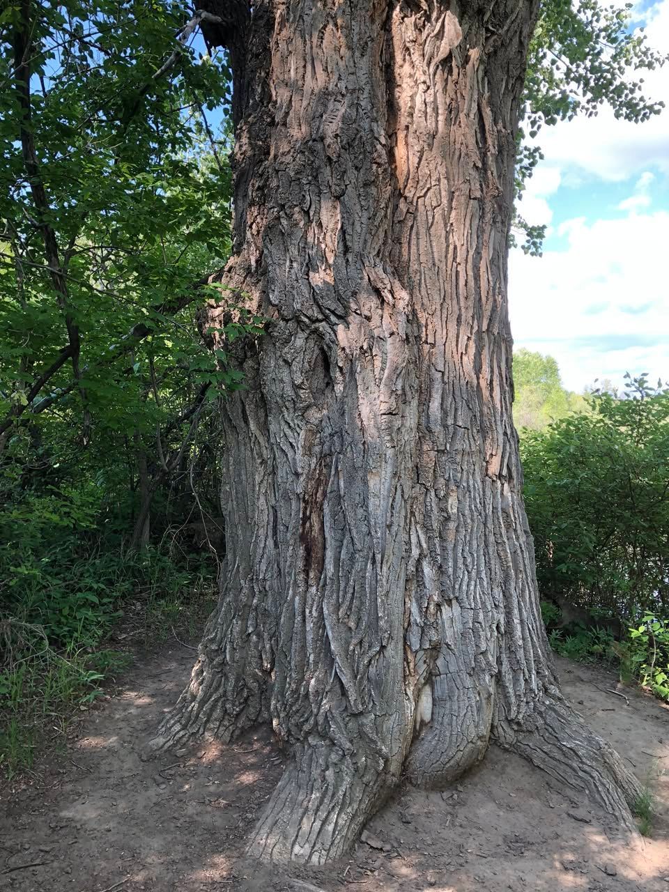 A large, weathered tree trunk with deeply grooved, dark bark stands on a dirt path in a wooded area.