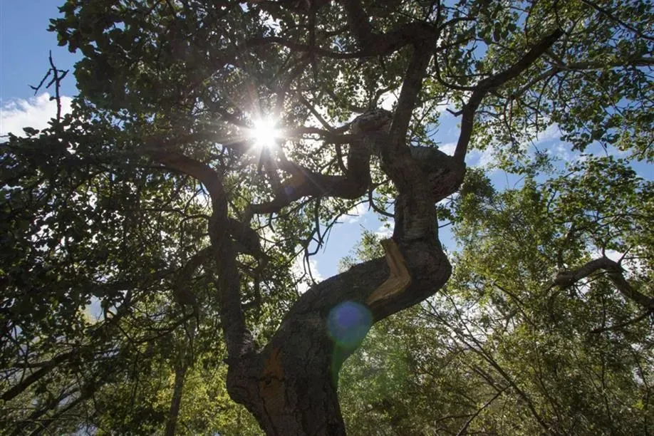 Sunlight flares behind the gnarled branches and leaves of a large oak tree against a blue, cloudy sky.