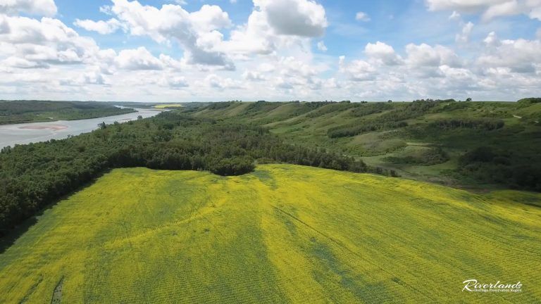 An aerial view of a bright yellow field bordering a dense forest and a river, with rolling green hills under a cloudy sky.