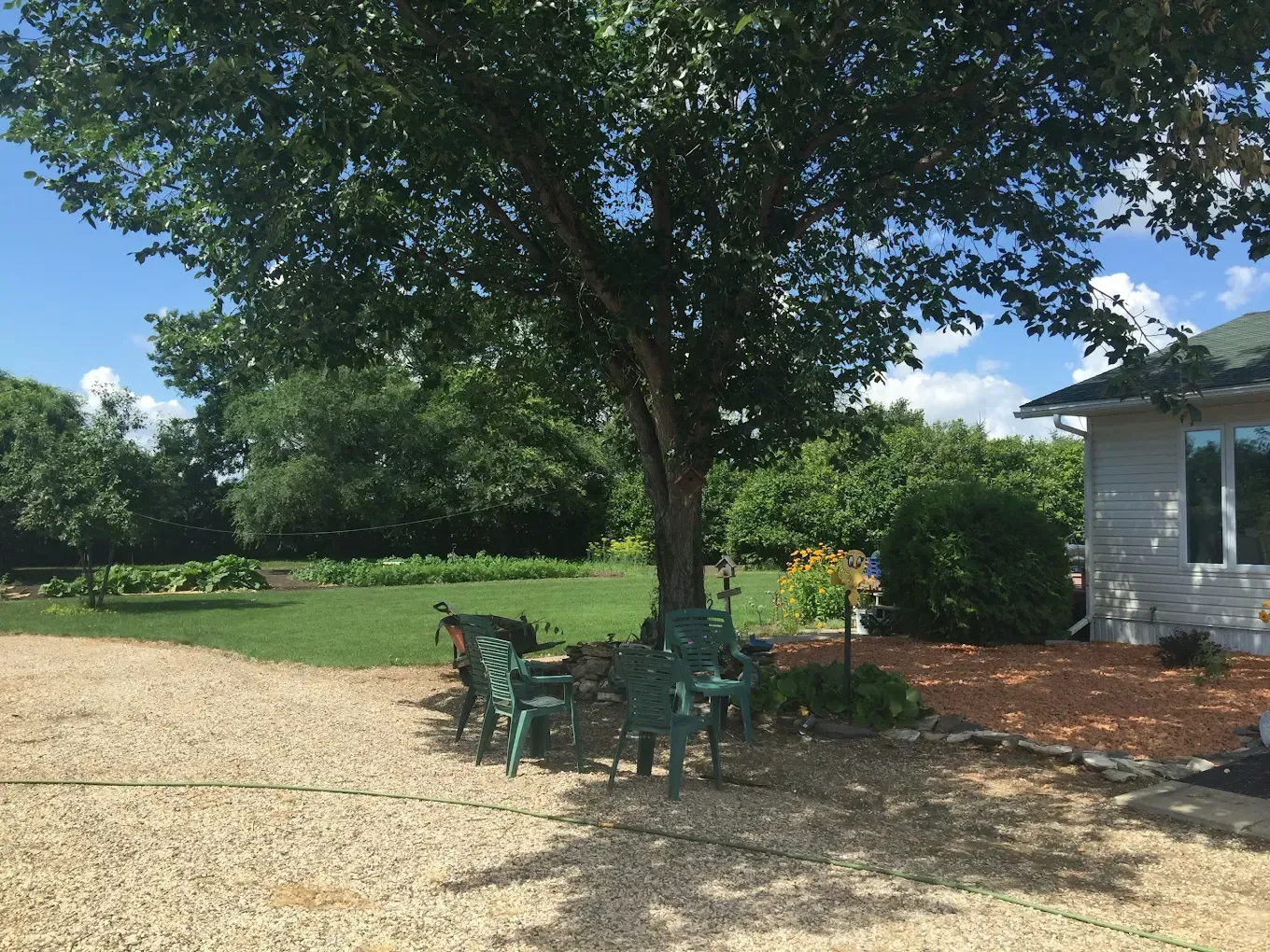 A cluster of green plastic chairs sits under a large tree in a sunny yard with a gravel driveway and part of a house.