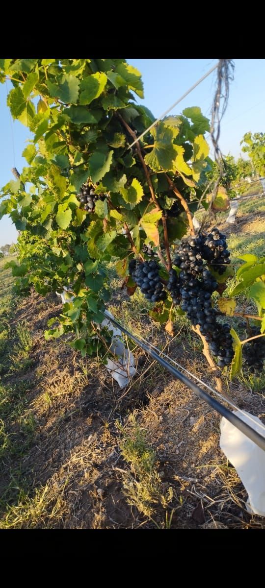 Uvas en una vid en un viñedo, con hojas verdes y un fondo borroso del paisaje.