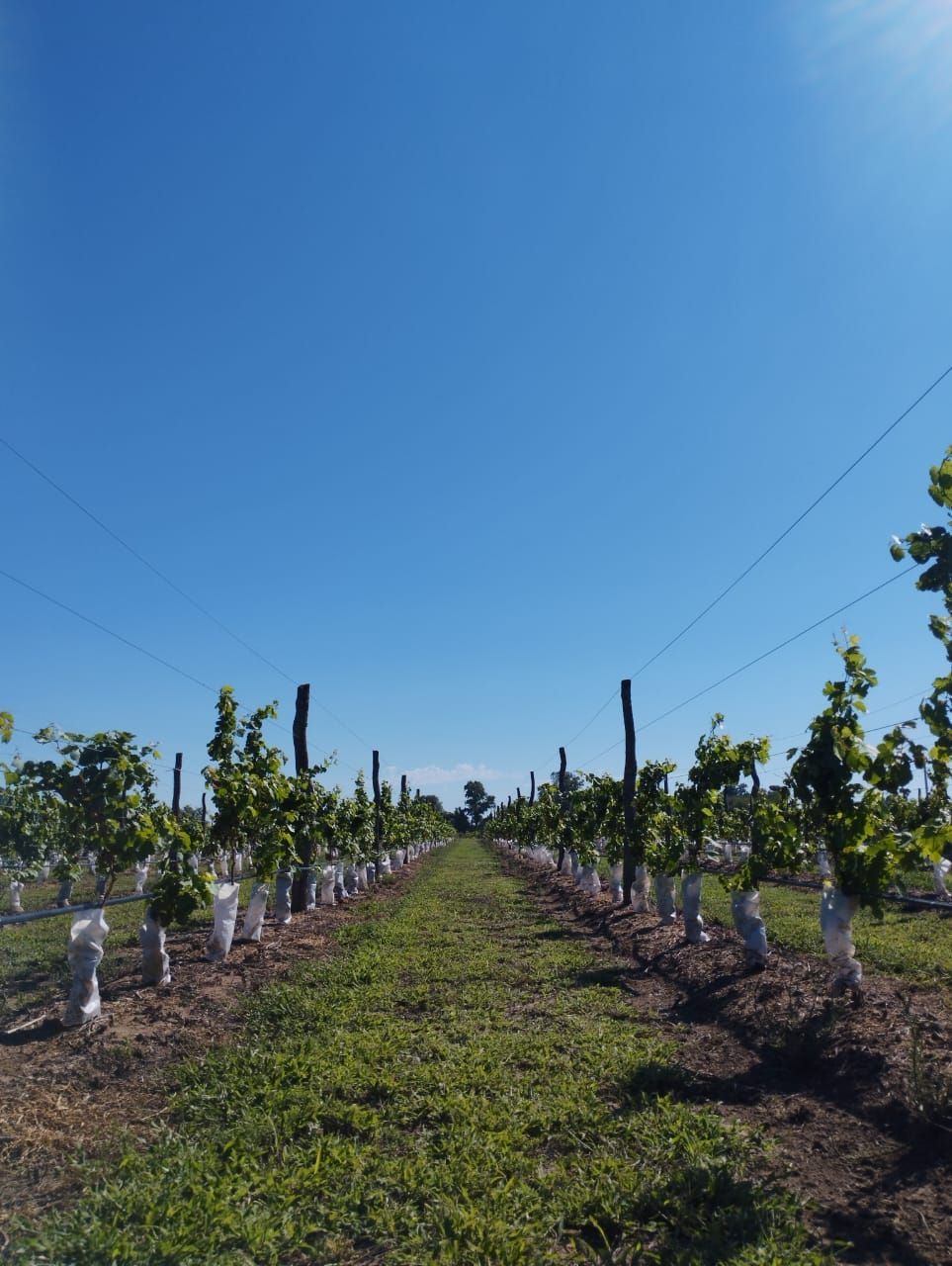 Viñedo bajo un cielo azul claro; hileras de vides verdes con cubiertas blancas, postes altos y alambres.