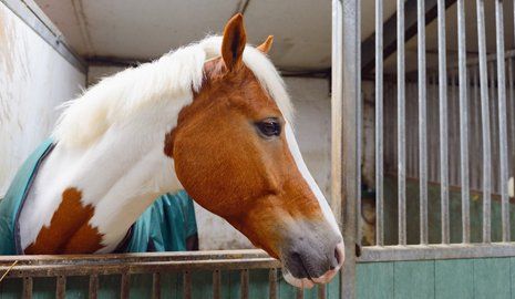 brown and white horse