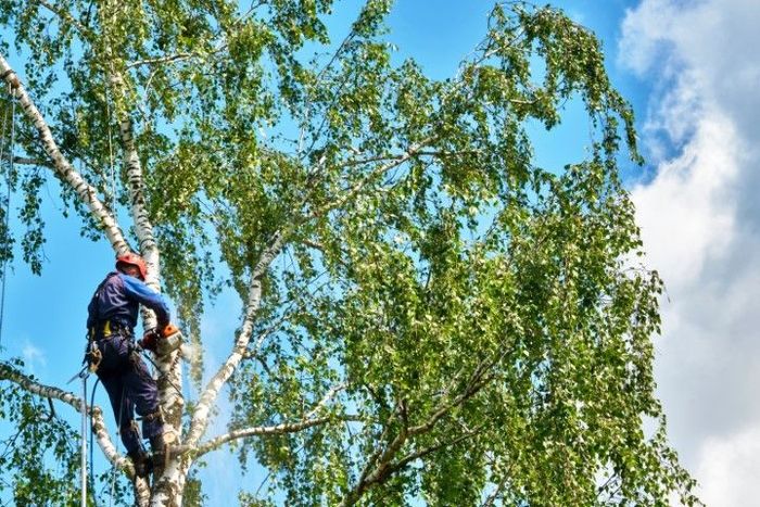 An image of Tree Services in Winter Haven FL