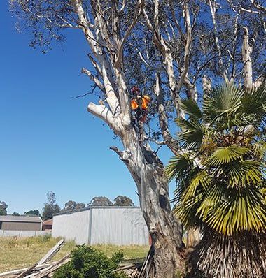 tree maintenance