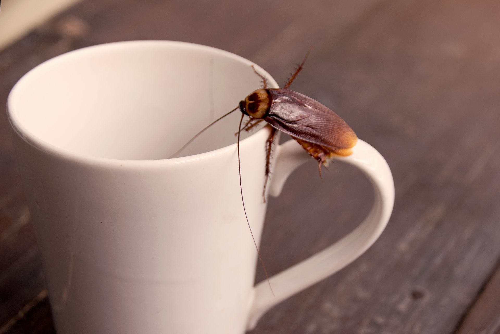 Cockroach perched on the rim of a white coffee mug, with long antennae.