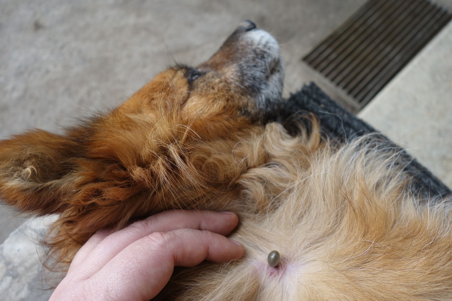 Dog with a large tick on its belly being examined by a person’s hand.