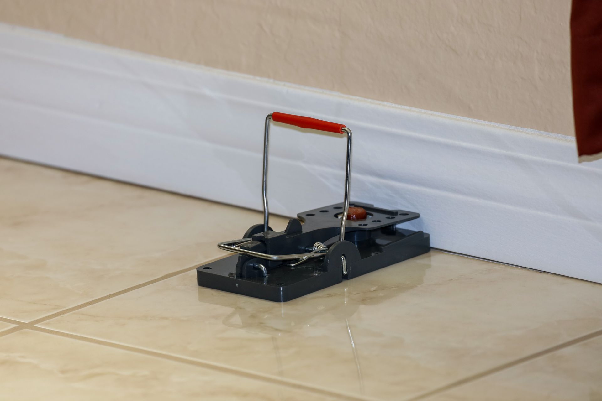 Mouse trap set on floor against a wall. The trap is grey with a red handle.
