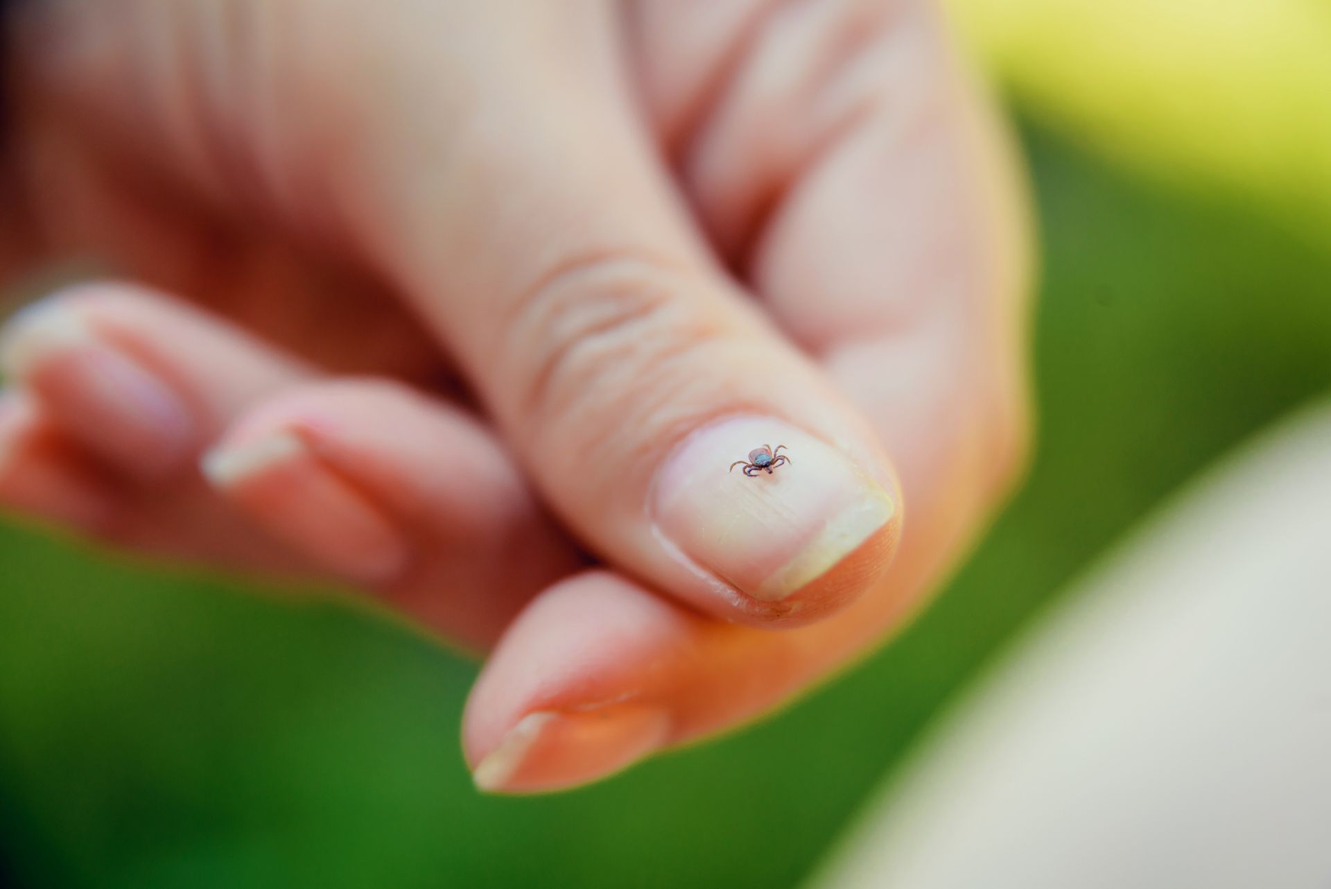 A person's finger holds a small tick on their fingernail, with green blurred background.