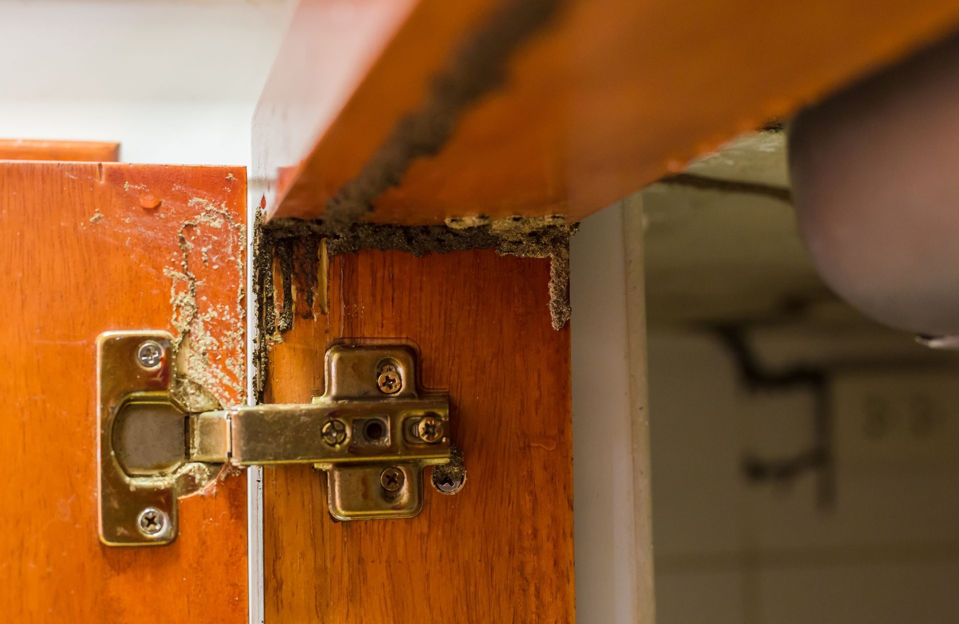 Wood cabinet door with termite damage near a hinge, light wood color.