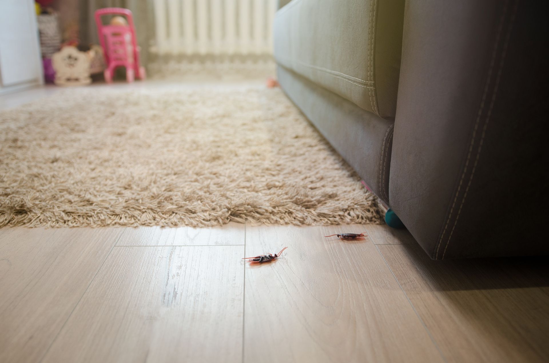Two cockroaches on a hardwood floor near a sofa, rug, and children's toys.