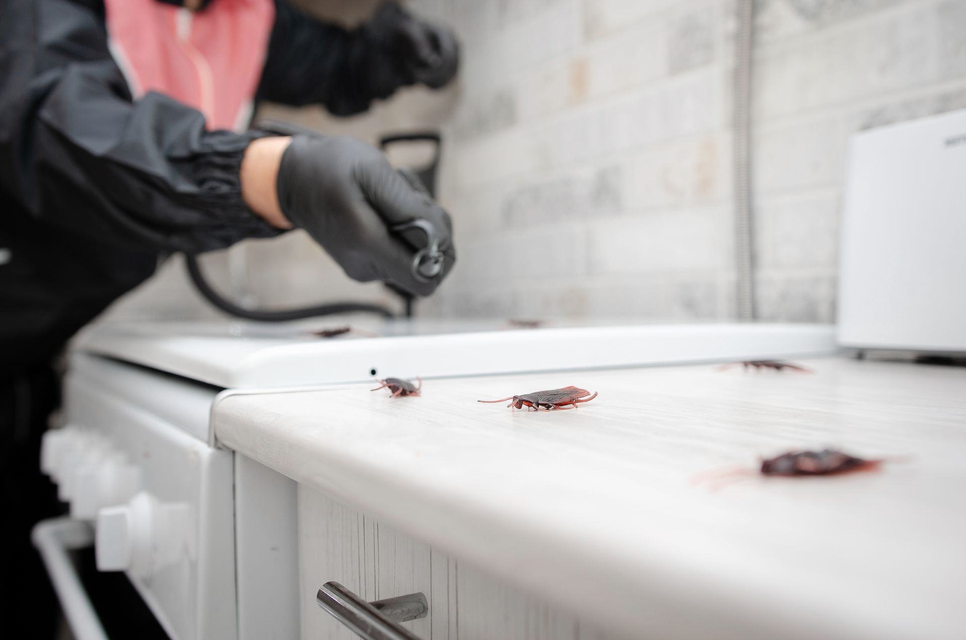 Pest control technician spraying insecticide on a kitchen counter with visible cockroaches.