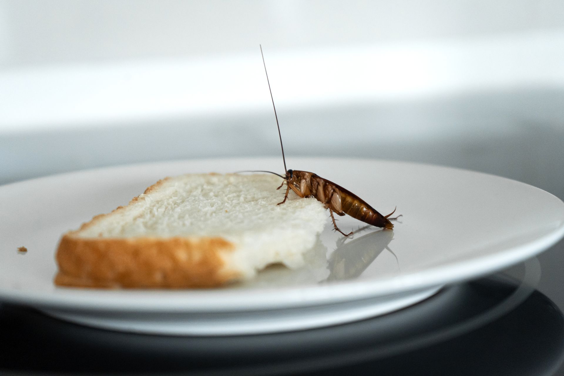 Cockroach on a slice of bread on a white plate.