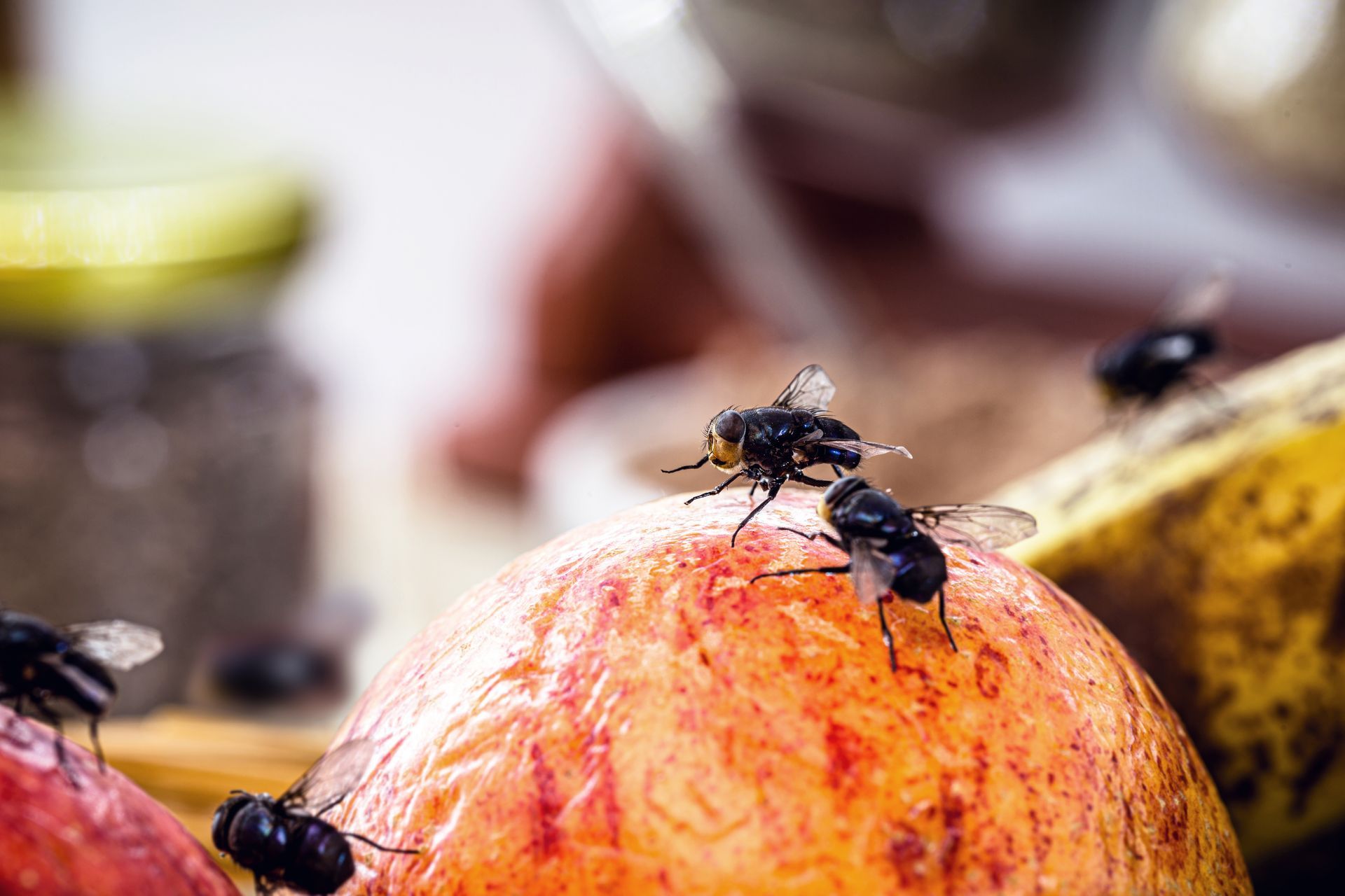 Flies clustered on a partially rotten apple, other blurred food items in the background.