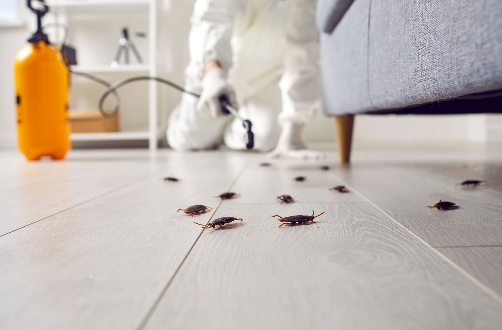 Person in protective suit spraying insecticide on floor covered in cockroaches.