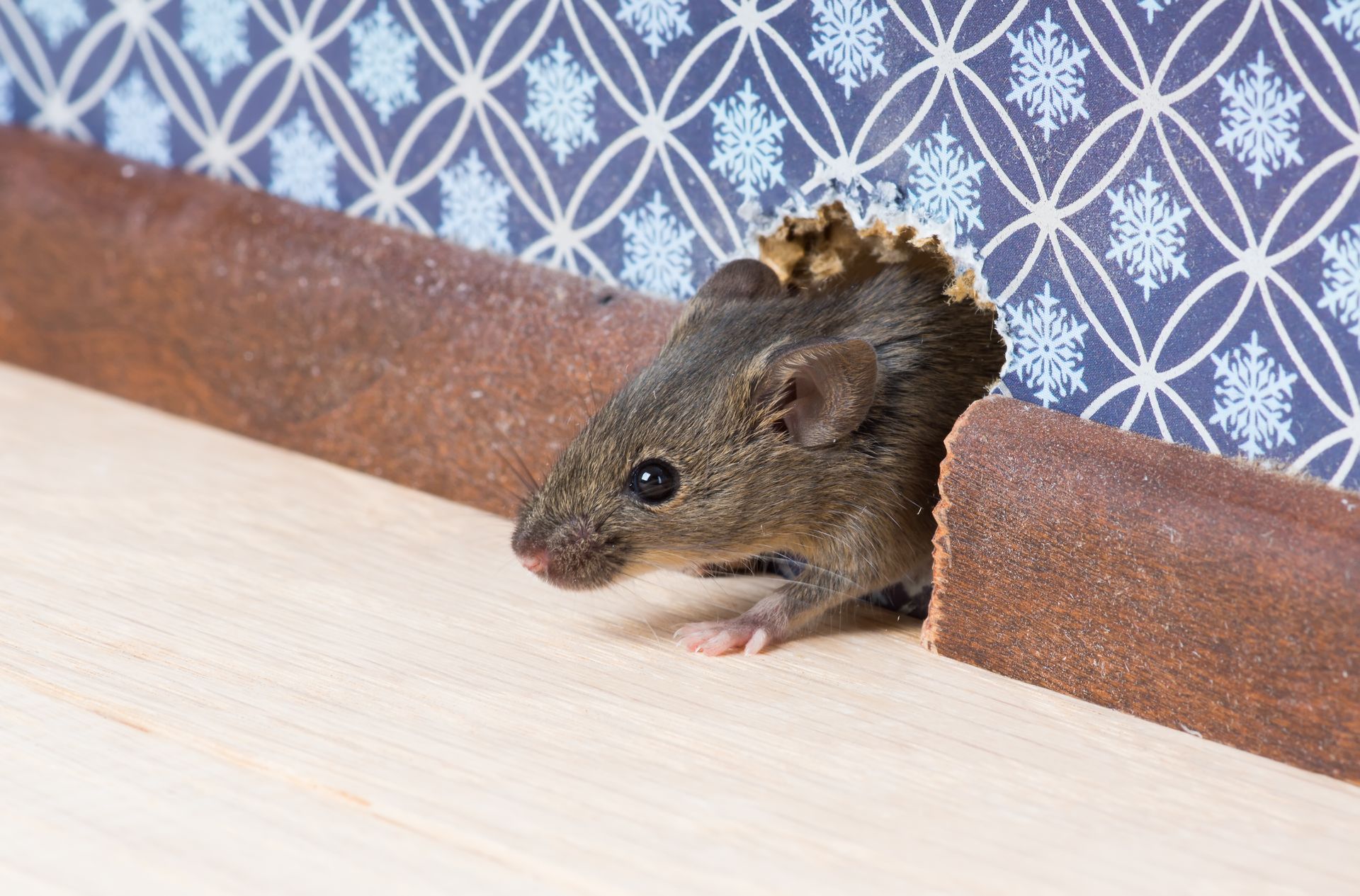 Mouse peeks out of a hole in a brown pipe, on a wood surface, with blue patterned wallpaper in the background.
