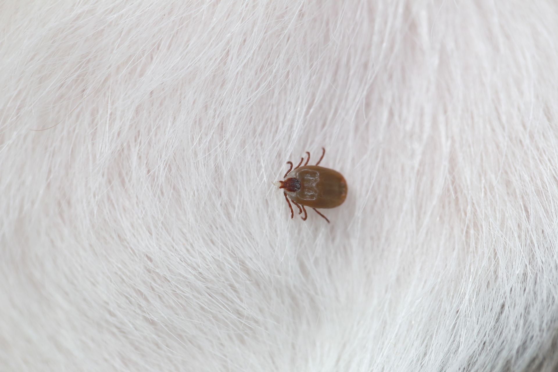 Tick embedded in white fur.