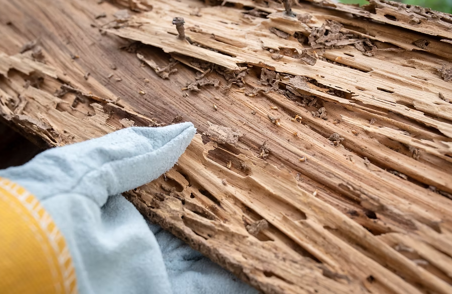 Gloved hand pointing to termite-infested wood, showing extensive damage with tunnels and wood shavings.