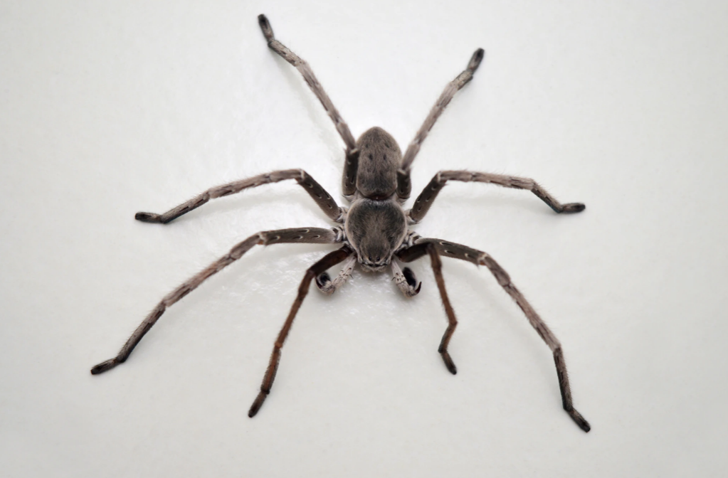 Large, grey spider with long legs on a white surface.
