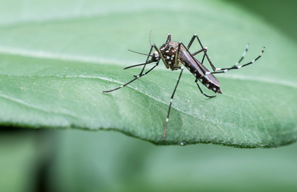 Mosquito on a green leaf; black and white striped body.