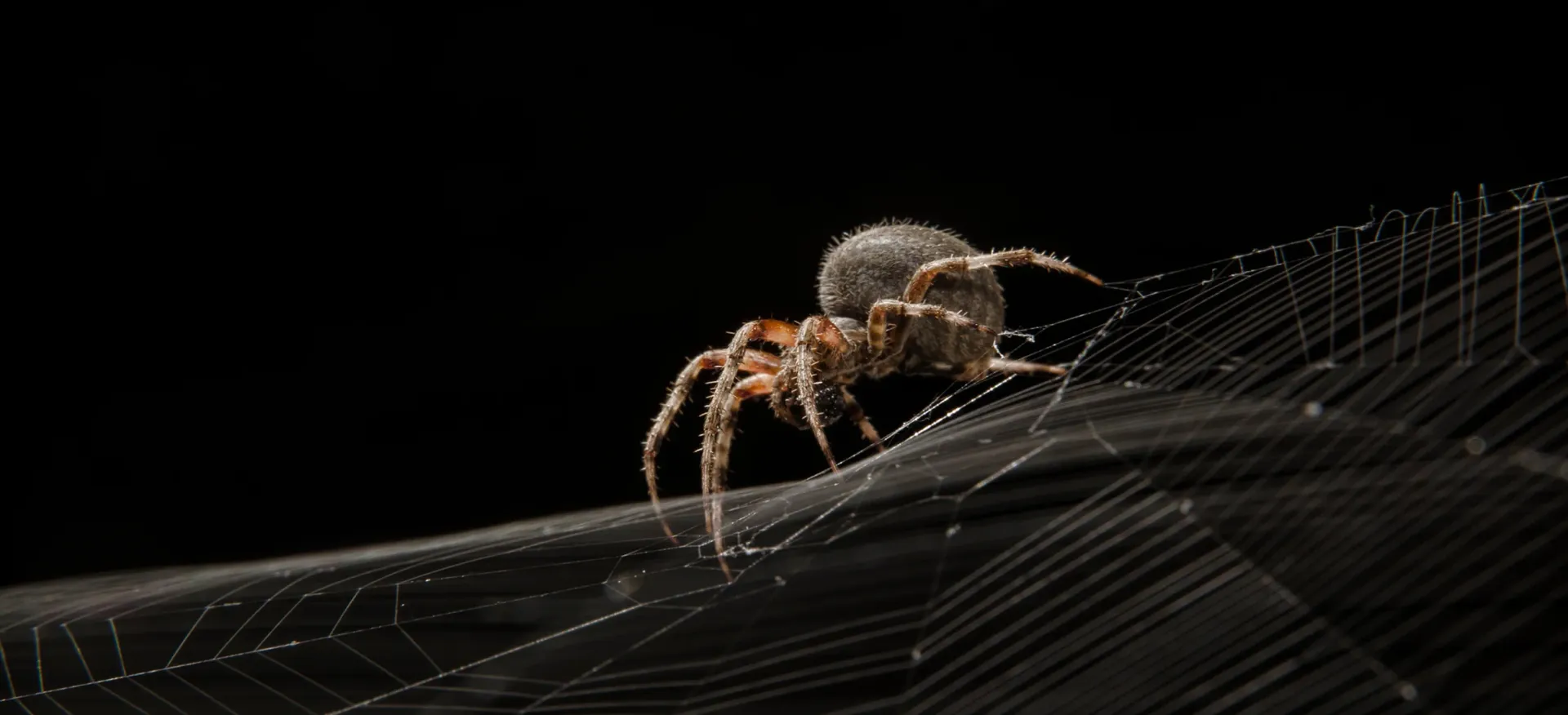 A brown spider with many legs sits on a spider web, against a black background.