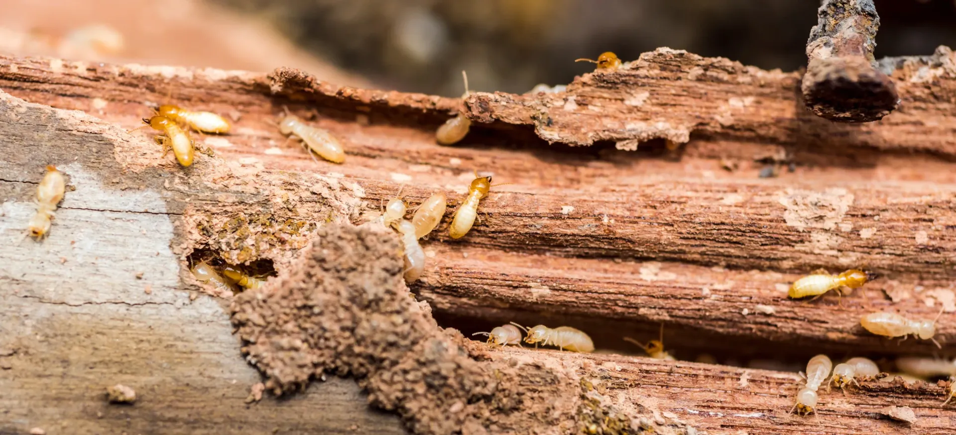 Termites inside a partially eaten wooden log. The wood is brown, and the termites are white and translucent.