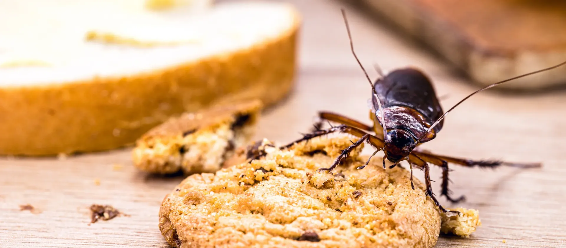A cockroach eating a cookie, with bread and wooden surface in the background.