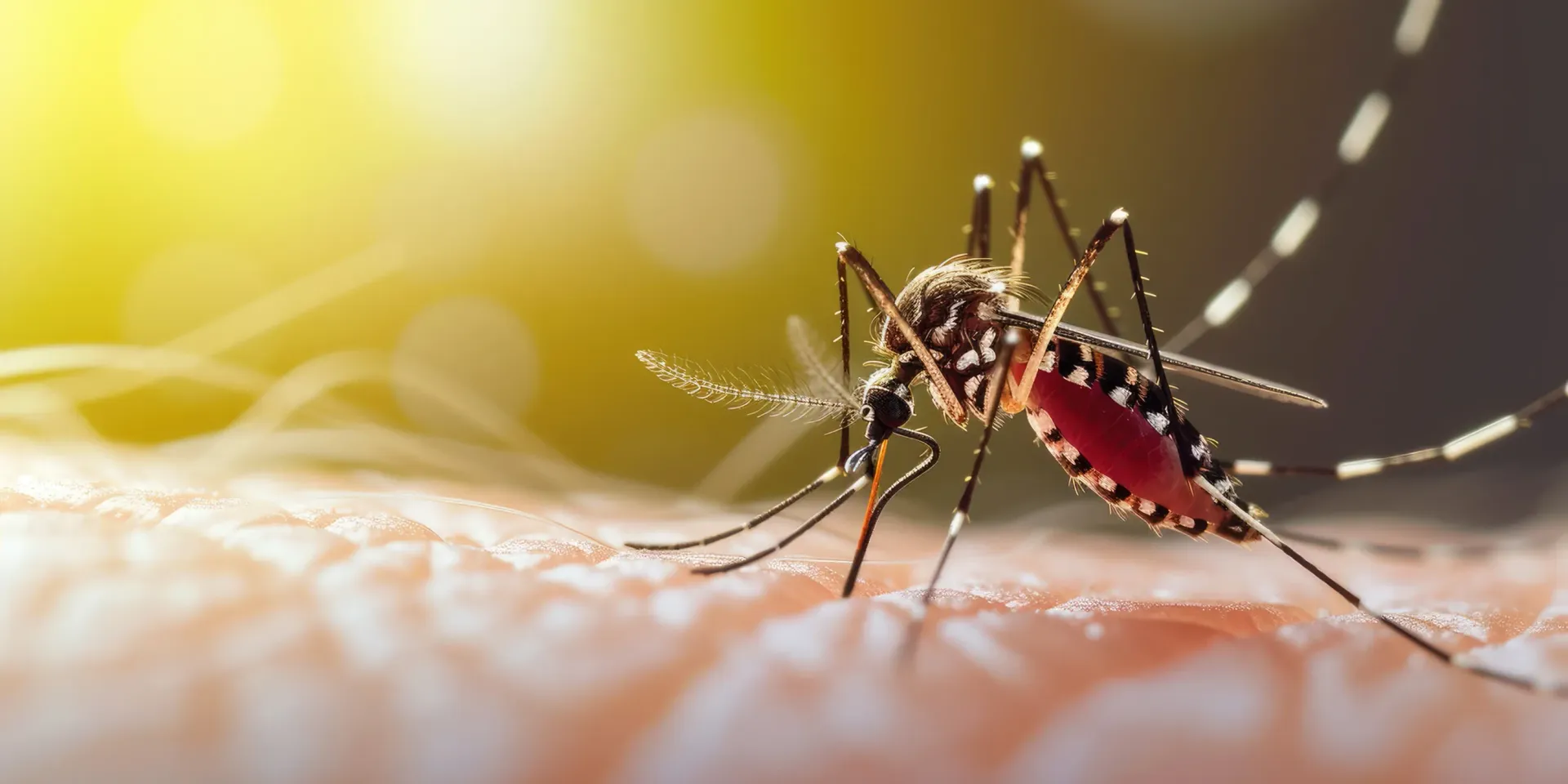Mosquito feeding on human skin, drawing blood, with a blurred yellow background.