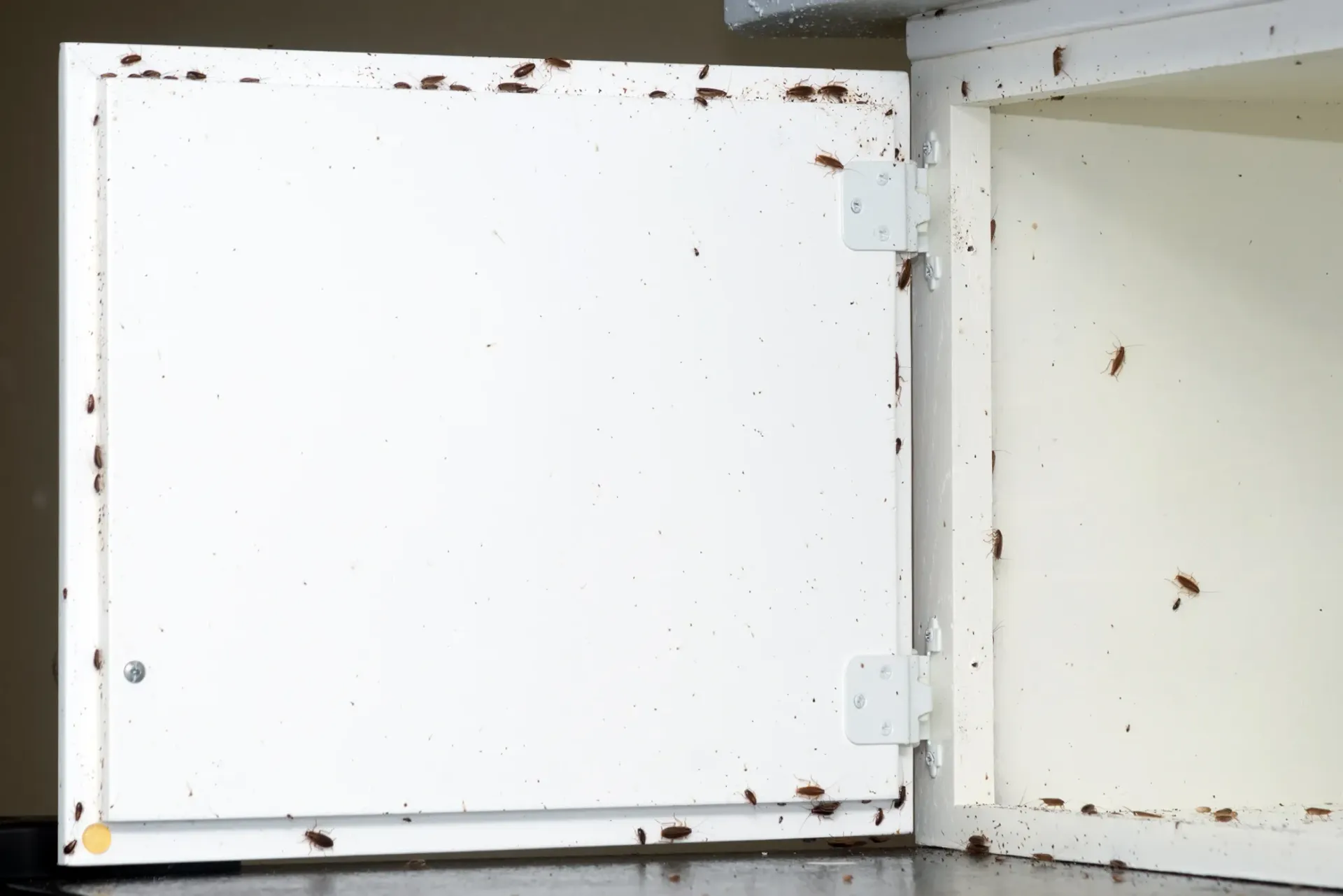 Open white cabinet door covered in cockroaches. Open white cabinet door covered in cockroaches.
