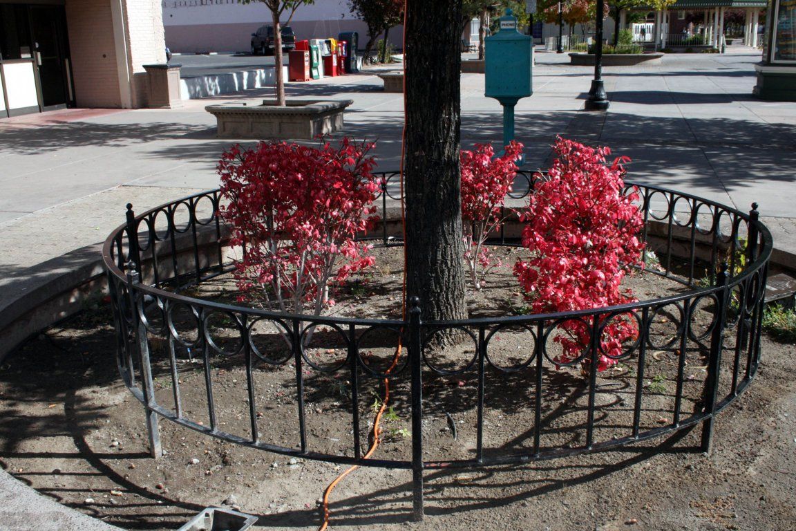 Fence Around A Big Tree — Sparks, NV — Tholl Fence, Inc.