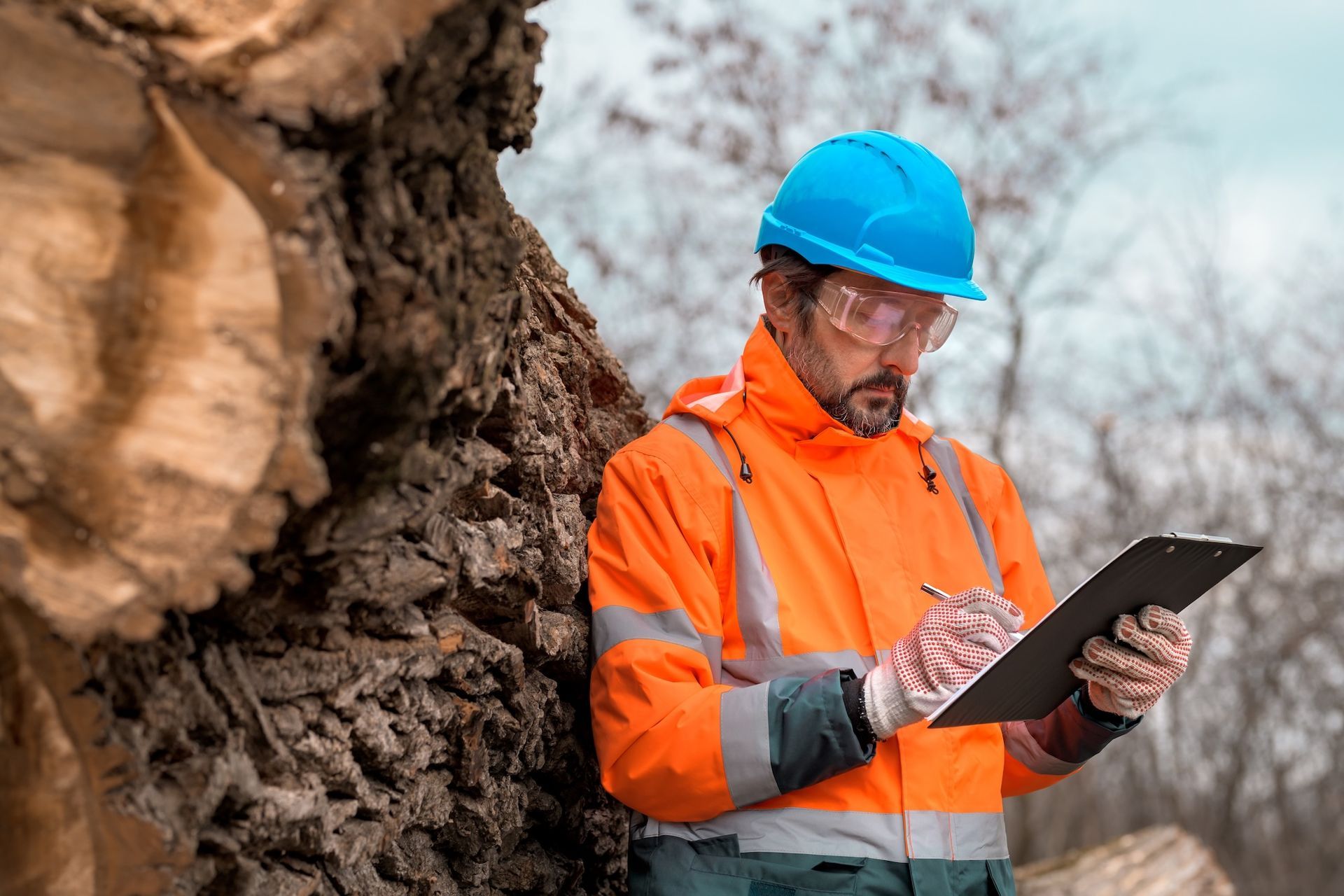 Certified arborist providing commercial tree services