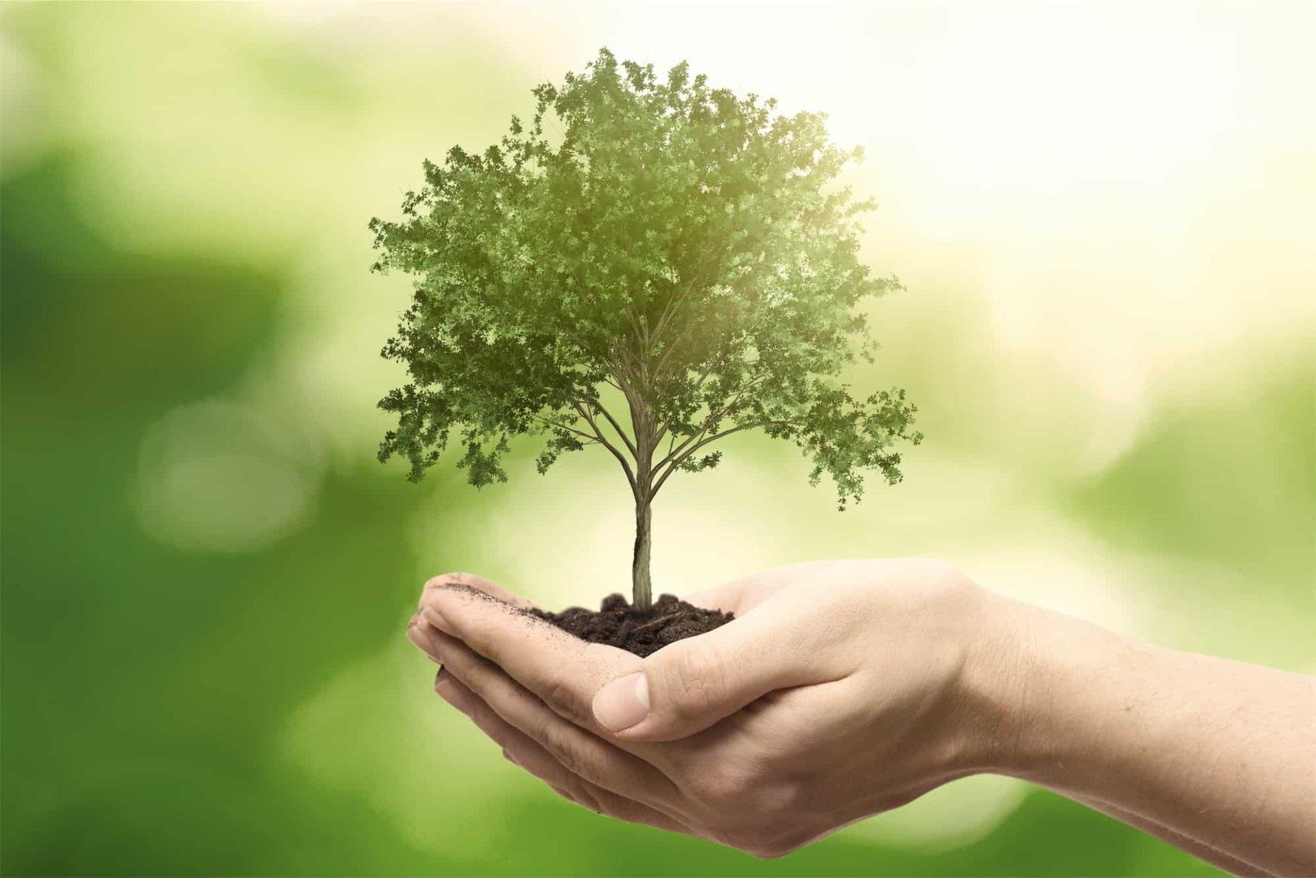 A person is holding a small tree in their hands. Tree services