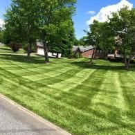 A vibrant green residential lawn with distinct, neatly mowed stripes, framed by mature trees under a clear blue sky.